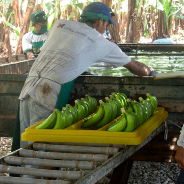 Bandeja para Banano 01